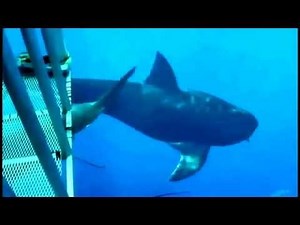 Megalodonte real camera video megalodon Shark Caught On Camera
