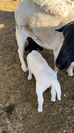 New little man at the Mack Pack Ranch! This Dorper Ram Lamb is perfect! #mackpackranch #dorpersheep #dorper #homesteading | Mack Pack Ranch