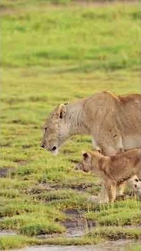 🇺🇬 Uganda Safari Wildlife: Big Game, Big Five & Gorillas