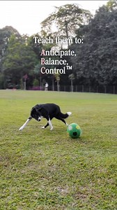 Little-known fact: The secret to helping chase-obsessed Border Collies is teaching them their ABC - Anticipate, Balance, Control™ 🧠 ABC taps directly into the Border Collie's natural reward system, triggering dopamine release that provides deep satisfaction and intrinsic reinforcement - something physical exercise and brain games alone can’t replicate. 🧘🏻‍♀️ ABC harnesses their instinctive ability to slow their breathing and movements, enabling them to direct all their energy into the right j