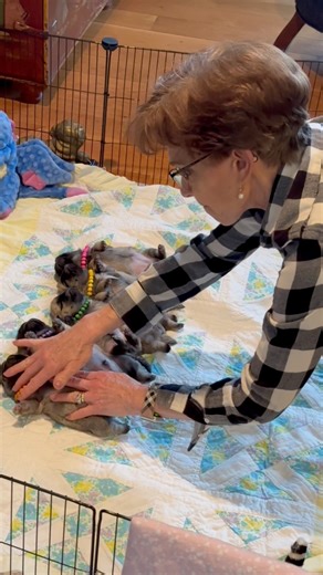 Almost 1 year old!!! 😱 #teamcreampuff #cubbychristopher #sweetpea #buttercup #petunia #peaches #creampuff Forever in our hearts 🕊️🌈💔 On April 15th these precious babies turn one year old!!! Can you believe that???!!! To celebrate mom #natty @pugdashians and papa #dashielldonovan are throwing a bash THIS SUNDAY April 14th (day change because of weather) and raising money for TWO PUG RESCUES Wyoming Pug Rescue THE PUG QUEEN We will be live on Instagram Pugdashians from 1-2:30 eastern standard 