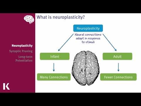 Neurobiology of Learning and Memory | How the Brain Stores and Retrieves Information