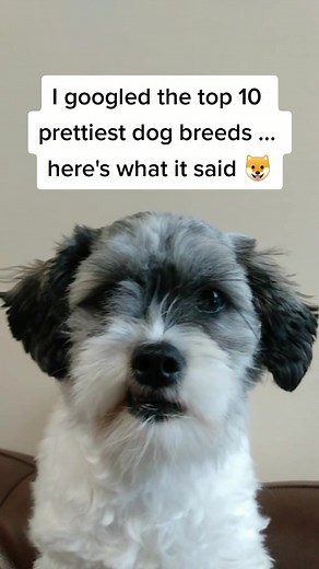 Phoebe and Andrea on TikTok