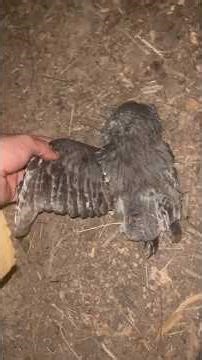 A barn or screech #owl got killed in the highway by my driveway. #arkansas #roadkill 😞 pretty bird