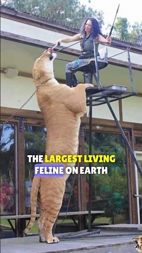 The liger can grow up to 13 feet long and weigh 1100 lbs! #liger #feline #biggest #animals