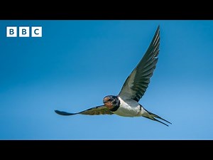 🔴 LIVE wildlife cameras 🦊 5 June 🌺 BBC Springwatch 2025