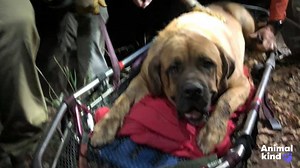 Massive Mastiff has to be carried down mountain after being injured