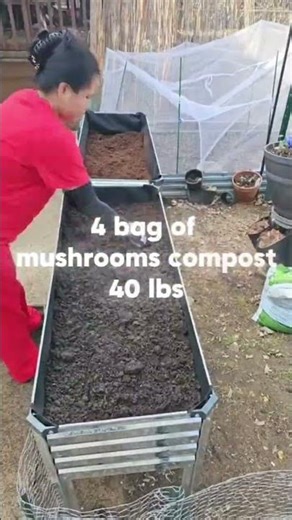 preparing my soil using peat moss with mushrooms compost.