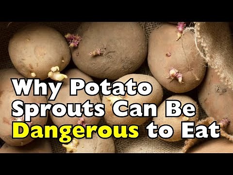 Why Potatoes Grow Sprouts and When They Can Be Dangerous to Eat