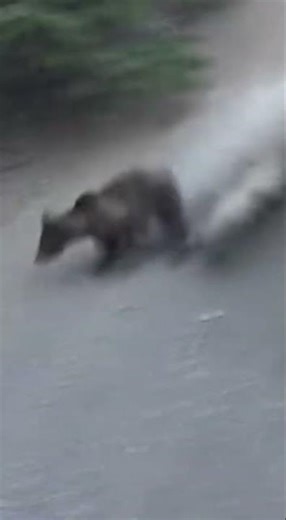 Bear Slips Off Steep Cliff #NatureClip #ViralAnimals #AnimalMoment #WildlifeEncounter