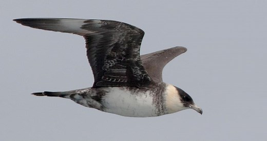 Pomarine Jaeger Identification, All About Birds, Cornell Lab of Ornithology