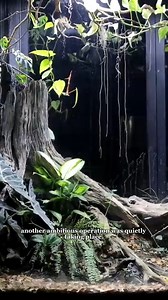 First in the World to Grow Mushrooms Using Termites in My Giant Vivarium #antscanada #termites | AntsCanada