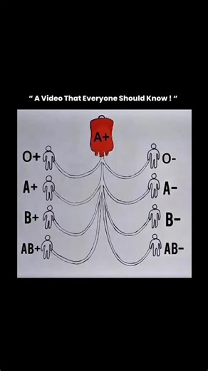 sci || tech || history on Instagram: "• O negative gives to all but takes only from O negative • O positive gives to all positive types but takes from O positive and O negative • A negative gives to A and AB (both Rh types) but takes only from A negative and O negative • A positive gives to A positive and AB positive and takes from A and O (both types) • B negative gives to B and AB (both Rh types) but takes only from B negative and O negative • B positive gives to B positive and AB positive and