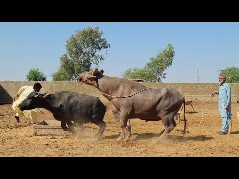 Buffalo mating first time in village | Animal mating process | Animal breeding #buffalo #animals