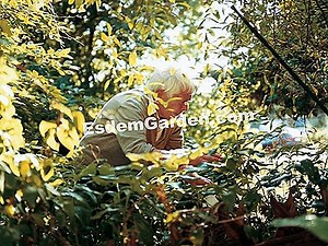 Weißer Trillium, Trillium Grandiflorum: Kultivieren 🌿 Alles Über Gartenarbeit Und Gartengestaltung - 2025