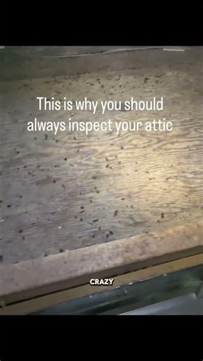 This is why you should always inspect your attic….