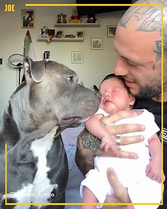 The dog was so shook 🐶 | Comedy JOE