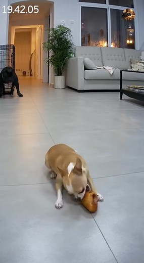 survives, we’re good!’ 😂 hahaha #brunoandprincess #funnypets #OpticalIllusionRug #PetComedy #viralpets #PetReactions #princessthechihuahua #PetFamily #CuteAndFunny | Apex Reality