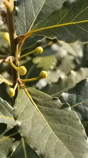 vavrín večne zelený Laurus nobilis Echter Lorbeer