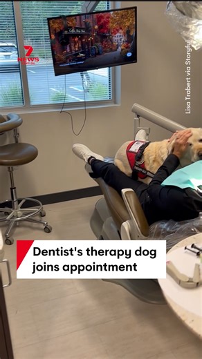 Dental therapy dog, Annie, joins a patient's appointment at Highlands Ranch Dental Care in Colorado as the "resident patient care assistant". The clinic's dentists said Annie is around to keep patients company and soothe anxieties whilst the team gets to work. #dentist #therapydog #HighlandsRanchDentalCare #DentistAnxiety | 7NEWS Australia
