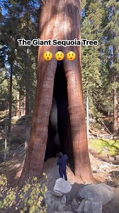 106 reactions · 29 shares | The largest tree on Earth by volume, native to the western slopes of California's Sierra Nevada mountains諭#sequoianationalpark #fbreels #reelsvideo #viralvideo #reelsviralシ | Jessica Dela Cruz Rasay | Facebook