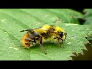 Different Types of Bees