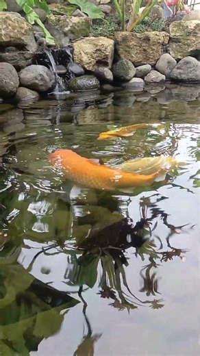 Relaxing Koi Pond #koipond #relaxingpond #waterasmr #koifish #natureasmr #pondsounds #calmwater