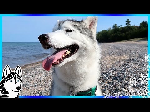 HUSKIES AT THE BEACH | Camping with Dogs | Dog Vlog