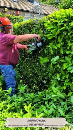 Professional Hedge Trimming Process Using a Power Hedge Trimmer for Landscape Maintenance