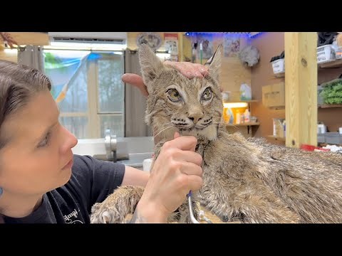 Tucking the face on a bobcat taxidermy mount (not sped up)