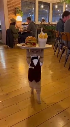 Hilarious Cat Waiter Moments That Will Make You Smile