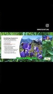 Biobalkonkongresszeit Tag 2: Glockenblumenzeit mit Marianne Ruoff zur Heilwirkung von Glockenblumen