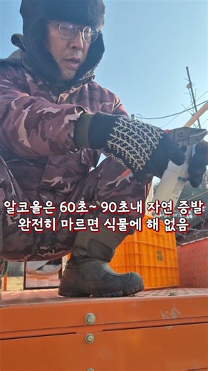 전정가위 알코올 몇% 써야 할까? #전정가위 #알코올. #에탄올 #전정가위소독 #잉매힐스사과농원
