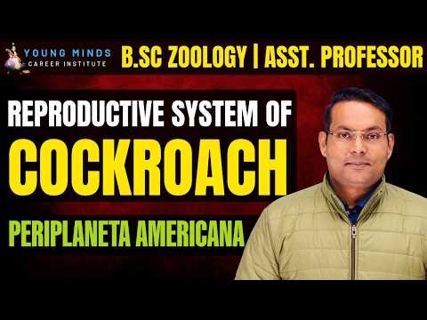 Male Reproductive Organ of Cockroach | Periplaneta americana