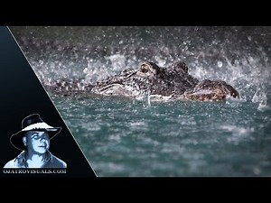 Alligator Mother Protecting Hatchlings 02