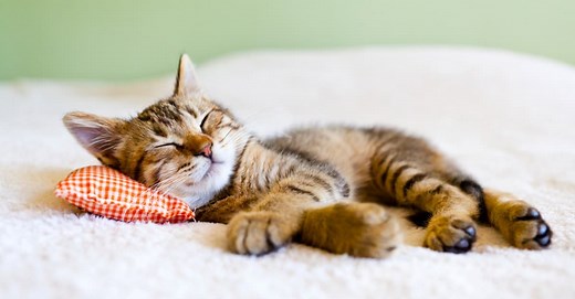 Cat Snoring: What It Means and When to Be Concerned