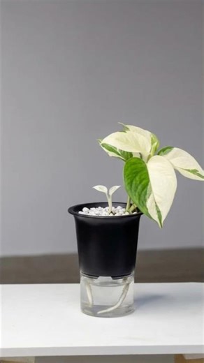 Green Queen Pothos Propagation in Water 🌿 H2O2 Secret!