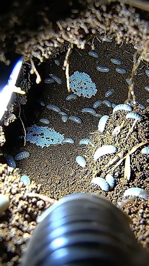 POV: You're a Pill Bug Inside the Colony