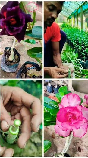 How to Do Flat Grafting in Adenium (Desert Rose) – Step-by-Step Guide #shorts