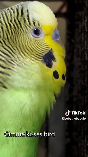 Meet Boba the Talking Parakeet