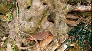 Very old tree in an Irish graveyard in early spring