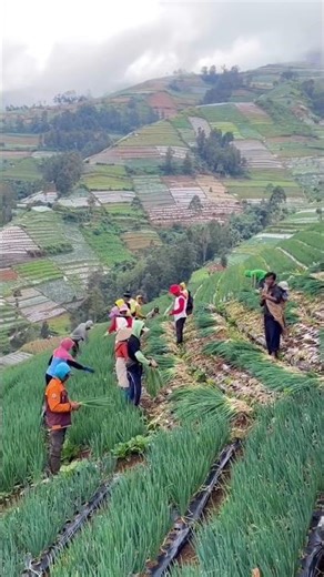 Fresh Onion Leaves Harvesting 🌱 #garden #gardening #farming #agriculture #harvesting