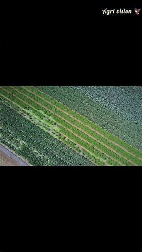 “90% of crop diseases start in the soil…but smart farmers stop them before they appear!#agriculture