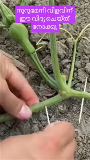 Tricks to Increase Pumpkin Yields |@Lisa |#Organicfarming #gardeningtips #smartfarming