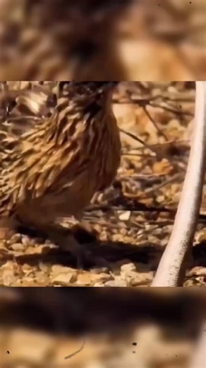 The Snake Slayer That Can’t Fly – The Ruthless Roadrunner! #Roadrunner #SnakeVsBird #WildlifeBattle #NatureShowdown #AnimalKingdom #PredatorVsPrey #WildlifeFacts #SnakeHunter #NatureIsMetal #AnimalInstincts #DesertPredator #WildlifeDocumentary #NatureLovers #UntamedNature #SurvivalOfTheFittest | Food Diaries