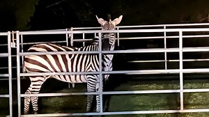 Escaped zebras stop traffic in Washington state
