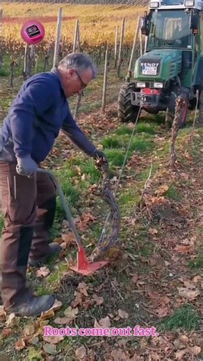 TRACTOR ROOT REMOVAL 😳 powerful machine clears stubborn roots #shorts #farming #machines