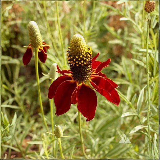 450 Samen Roter Sonnenhut Ratibida Columnifera Prairie Wildblumen Garten - Etsy.de