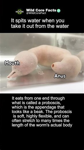 The Spoon Worm is innocent #fishing #wildlife #amazing
