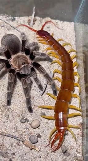 Tarantula vs Giant Desert Centipede #insects #experiments #lab | Insect Survival